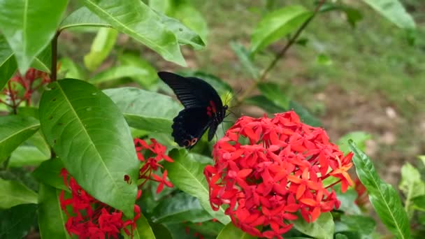 Mariposa negra que recoge el polen de la flor brillante roja — Vídeos de Stock