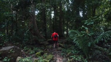 Karanlık Tropikal Ormandaki Gezgin Adam Yeşil Ağaçların Arasında Tek Başına Yürüyor