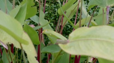 Taze Yeşil Egzotik Yaprakların Kapanışı Tayland 'da Tatil Köyünde