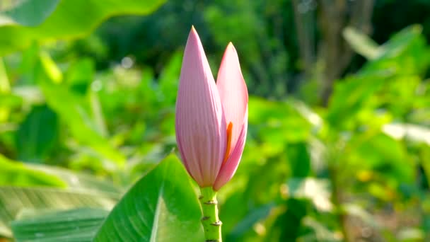 Primer plano de la flor de plátano rosa en el jardín verde en Tailandia — Vídeo de stock