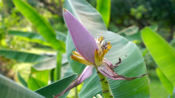 Primer plano de la flor de plátano rosa en el jardín verde en Tailandia — Vídeo de stock