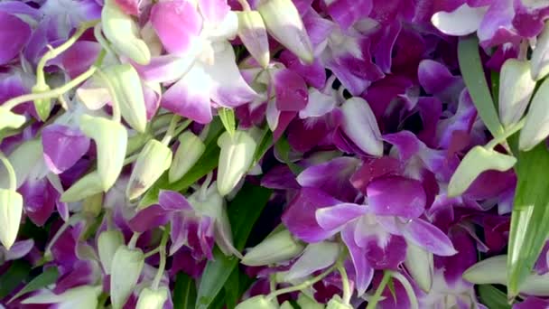 Gros plan de fleurs d'orchidée colorées fraîches sur le marché local thaïlandais — Video