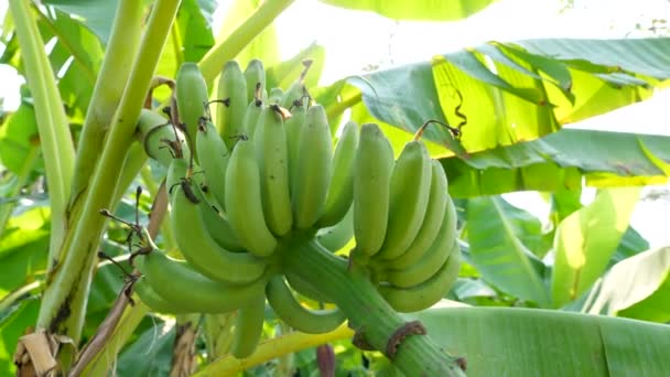 Rama con Plátanos Verdes Colgando de Árbol de Plátano en Jardín Verde Tropical — Vídeos de Stock