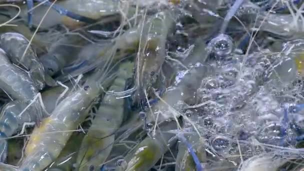 Closeup of Fresh Live Blue Shrimp Prawns for Cooking Lying and Crawling in Water — Stock Video