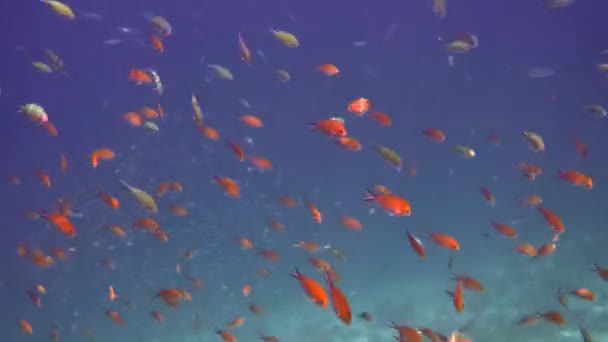 Riprese subacquee di grandi stormi di pesci tropicali colorati nel mare delle Andamane — Video Stock