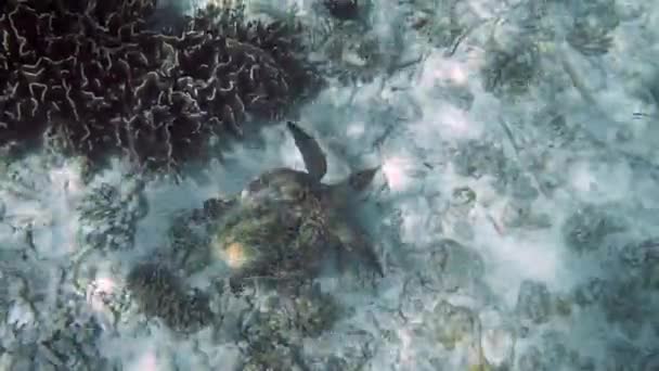 Video Underwater Penyu Laut Liar Berenang di Samudera Dalam di Negara Tropis — Stok Video