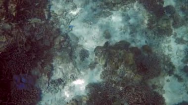 Tropikal Ülke 'deki Derin Okyanusta Yüzen Vahşi Deniz Kaplumbağası' nın Sualtı Videosu