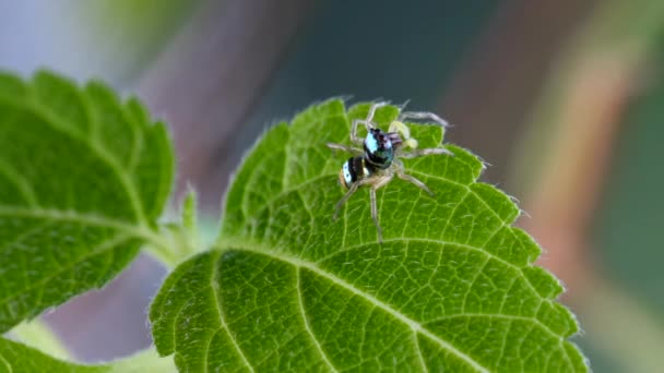 Macro tir mignon petite araignée sautante avec rayé corps lumineux sur feuillage vert — Video