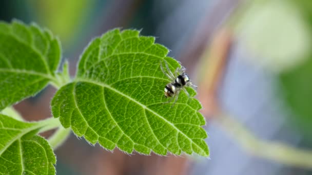 Makro Shot Niedliche kleine springende Spinne mit gestreiftem hellen Körper auf grünem Laub — Stockvideo