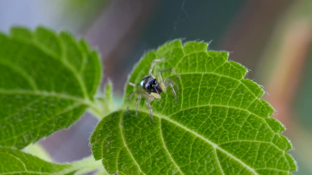 Маленький прыгающий паук с полосатым светлым телом на зеленой листве — стоковое видео
