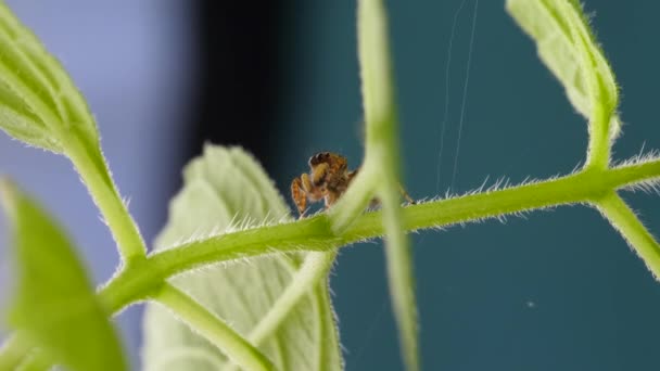 Aranyos piros ugró pók marad, és keres kíváncsi zöld növény levelek — Stock videók