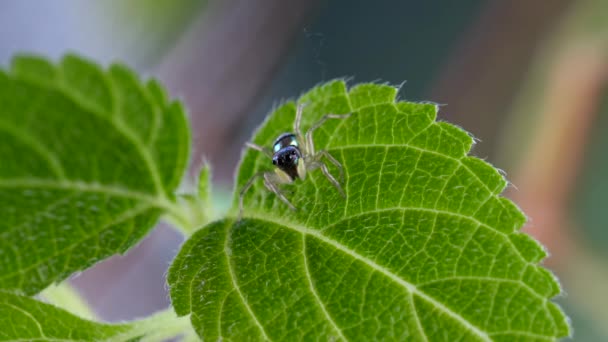 Macro Shot lindo pequeño salto araña con rayas brillante cuerpo en verde follaje — Vídeos de Stock