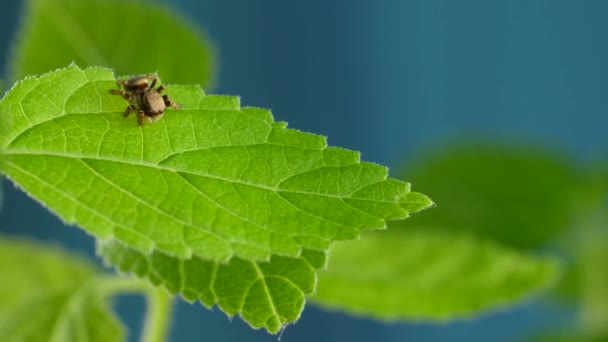Linda araña saltadora roja sentada en una planta verde con hojas — Vídeos de Stock