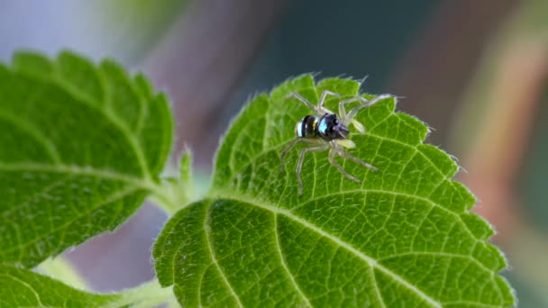 Makro Shot Niedliche kleine springende Spinne mit gestreiftem hellen Körper auf grünem Laub — Stockvideo