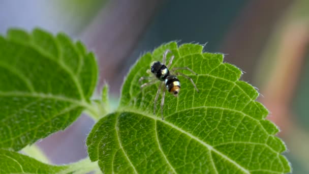 Macro Shot of Back Vista de Cute Little Jumping Spider con cuerpo brillante a rayas — Vídeos de Stock