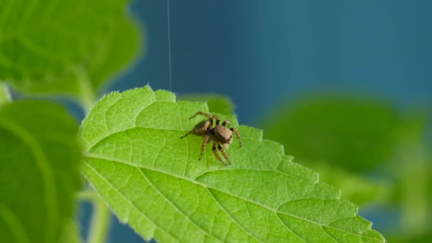 Söt röd hoppande spindel promenader runt och ser nyfiken på grön växt — Stockvideo