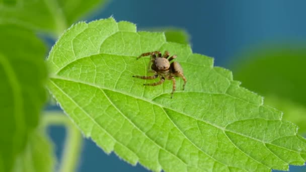 Cute Red Jumping Spider siedzi i wygląda ciekawie na zielonych roślin — Wideo stockowe