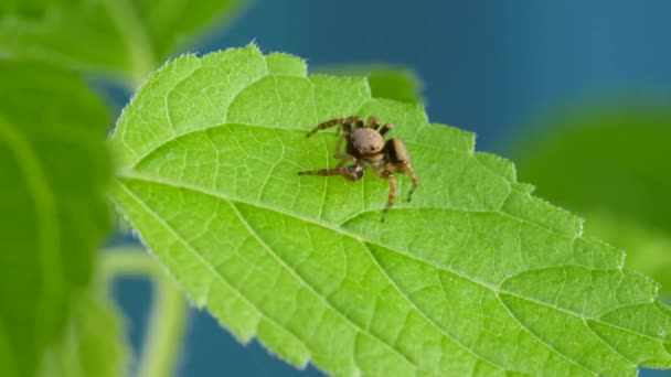 Linda araña saltando roja sentada y mirando curiosa en la planta verde — Vídeos de Stock