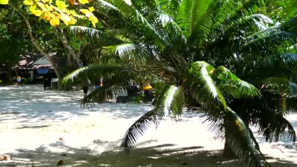 Gröna tropiska palmer på ön i varma soliga dag med resenärer — Stockvideo