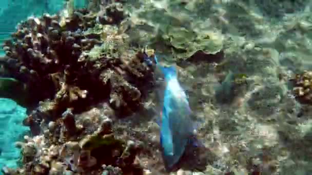 Filmación submarina de grandes bandadas de coloridos peces marinos tropicales en el mar de Andamán — Vídeos de Stock