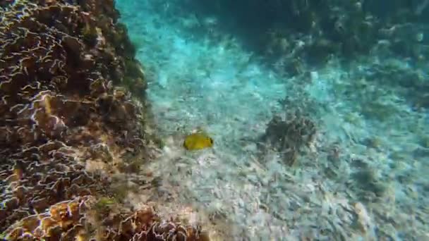 Onderwater filmen van grote kudde kleurrijke tropische zeevissen in de Andamanzee — Stockvideo