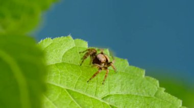 Yeşil Yaprakta Zıplayan ve Meraklı Güzel Örümcek Yürüyüşü