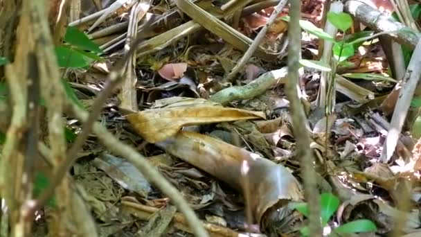 熱帯雨林の葉に隠れているかわいい小さなモニタートカゲ — ストック動画
