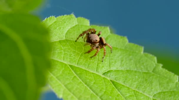 Adorable salto de araña caminando y buscando curioso en la hoja verde — Vídeos de Stock