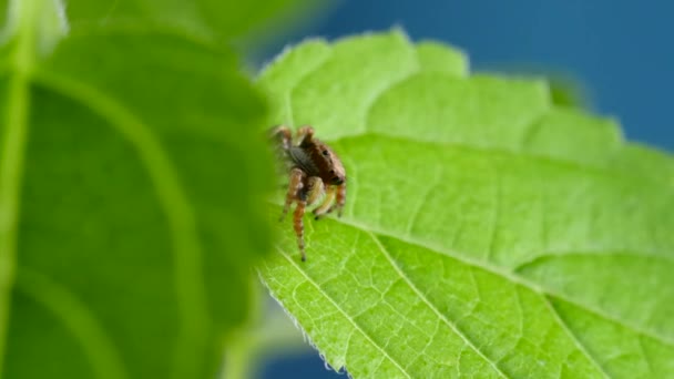 Adorable araña saltando peluda asomándose de la hoja verde y buscando curioso — Vídeos de Stock