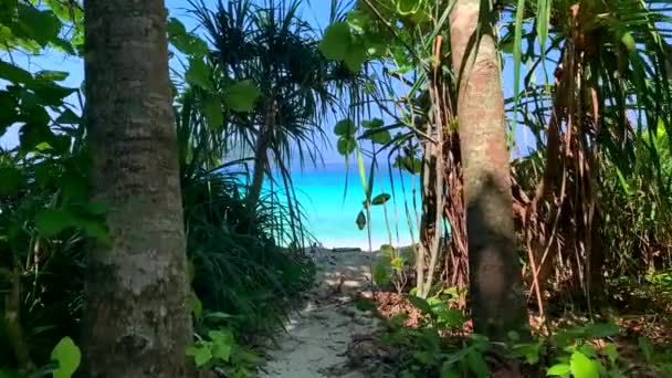 Caminhe até Ocean e Sandy Shore através da selva tropical — Vídeo de Stock