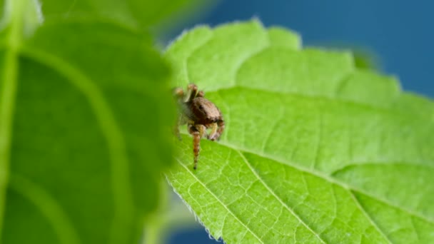 Urocze owłosione skoki pająk podglądający z zielonego liścia i wygląda ciekawie — Wideo stockowe