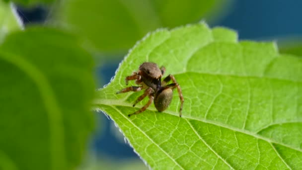 Liebenswert springende Spinne geht und sieht neugierig auf grünem Blatt aus — Stockvideo