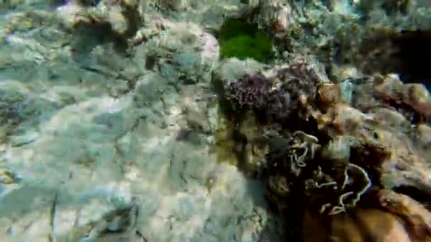 Undervattensfilmning av säl inför blåsfisk i det färgglada tropiska havet — Stockvideo