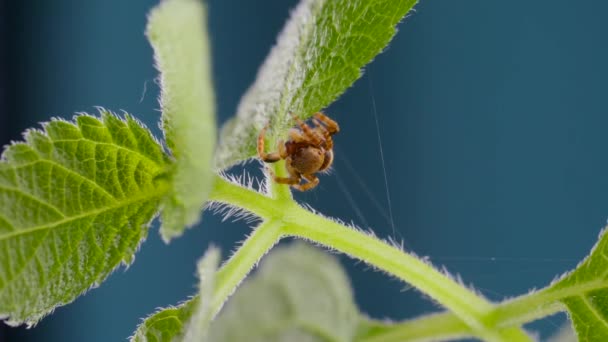 Adorable Jumping Spider Walking i ciekawski wygląd na zielonym liściu — Wideo stockowe