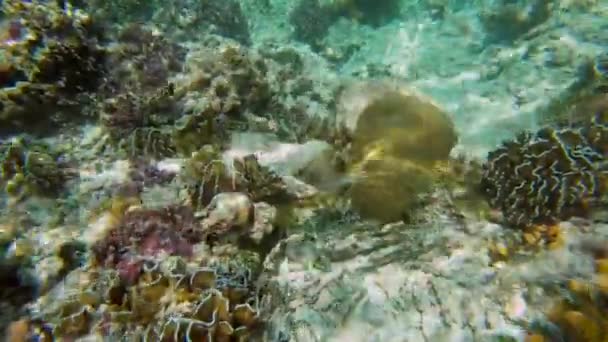 Filmación submarina de foca frente a pez globo de colorido mar tropical — Vídeos de Stock