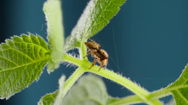 Liebenswert springende Spinne geht und sieht neugierig auf grünem Blatt aus — Stockvideo