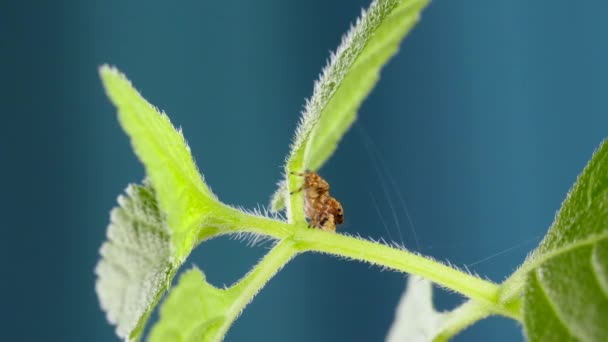 Adorable Jumping Spider siedzi i wygląda ciekawie na zielonym liściu — Wideo stockowe