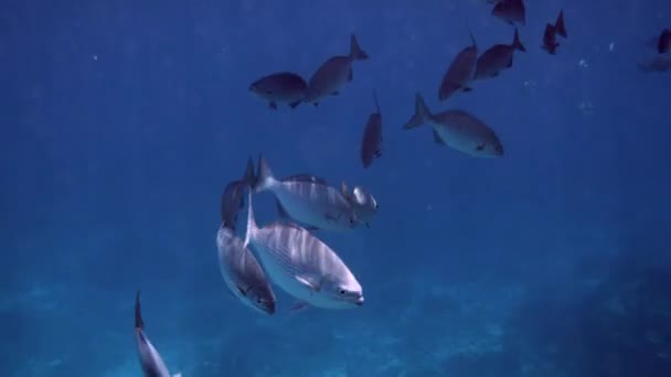 Filmagem subaquática de um grande bando de peixes coloridos do mar tropical no mar de Andamão — Vídeo de Stock