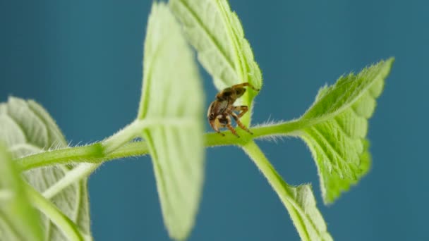 Liebenswert springende Spinne sitzt und schaut neugierig auf grünem Blatt — Stockvideo