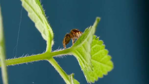 Schattig springende spin zittend en nieuwsgierig op groen blad — Stockvideo