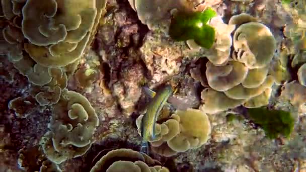 Filmación submarina de coloridos peces cirujano a rayas en el mar de Andamán en Tailandia — Vídeos de Stock