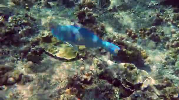 Filmación submarina de grandes bandadas de coloridos peces marinos tropicales en el mar de Andamán — Vídeos de Stock