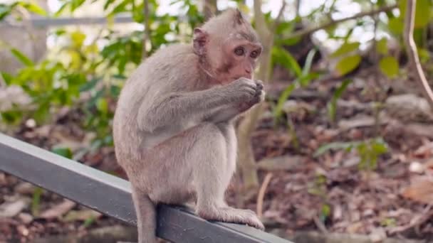 Pequeño mono Toque comiendo una hoja sentado en un barandilla en un zoológico abierto — Vídeo de stock