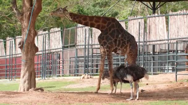 Grande giovane giraffa mangiare una foglia dall'albero con una compagnia di due struzzi — Video Stock