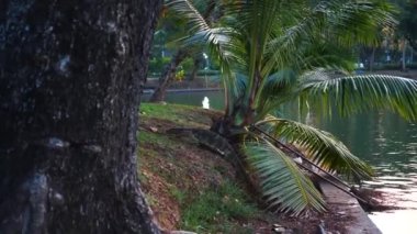 Tayland 'daki Halk Şehir Parkı' nda Büyük Kertenkele Yürüyüşü