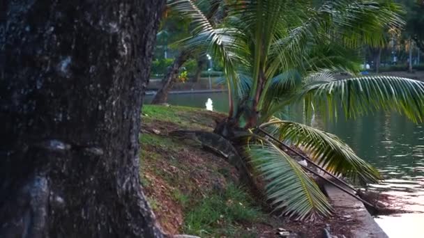 Большой Ящер Монитор Прогулка в общественном парке города в Таиланде — стоковое видео