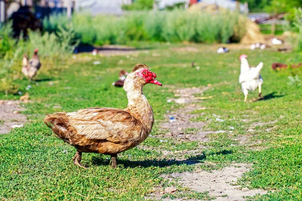 Myskänder med röd tofs i byn — Stockfoto