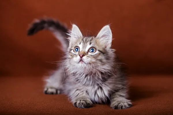 Cute striped kitten — Stock Photo, Image