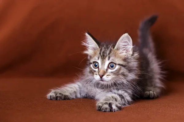 Cute striped kitten — Stock Photo, Image