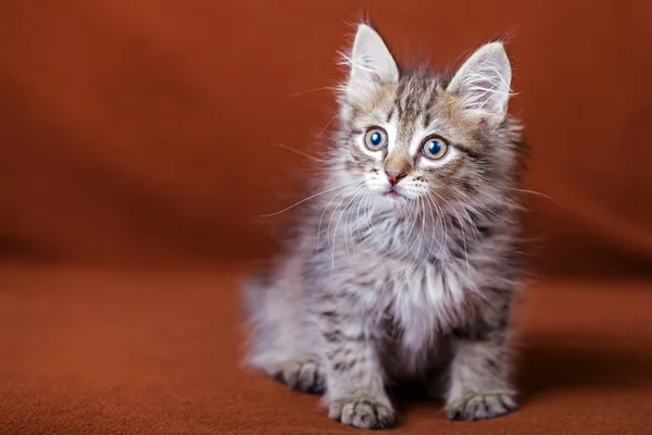 Cute striped kitten — Stock Photo, Image